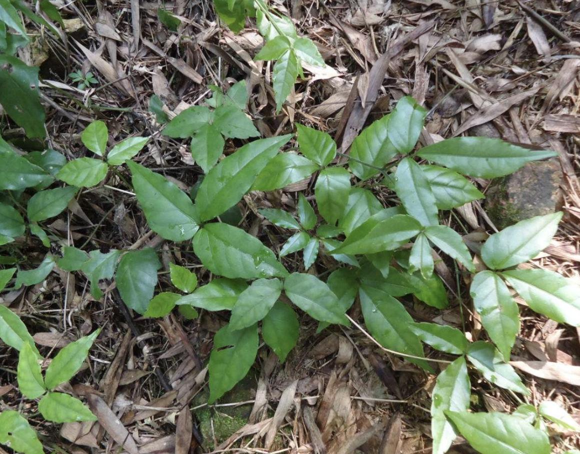 农地里有1种“绿植”，块茎和生姜一样大，人称“蛇附子”，珍贵