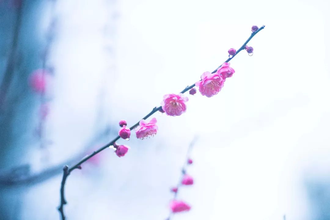 杭州孤山梅园图片,杭州赏梅园