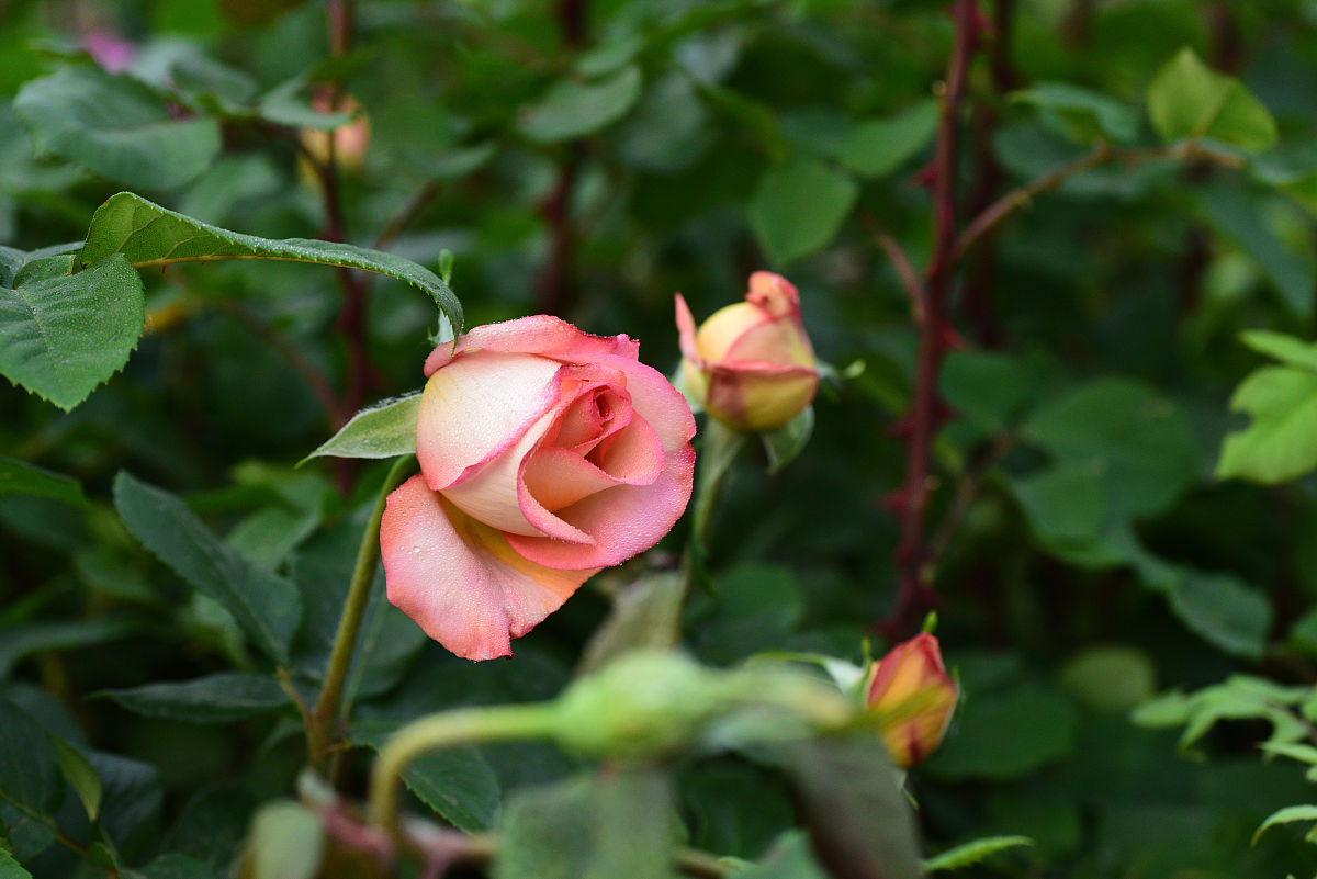月季花枝干枯黄怎么回事,月季冬末春初为什么枝条干枯