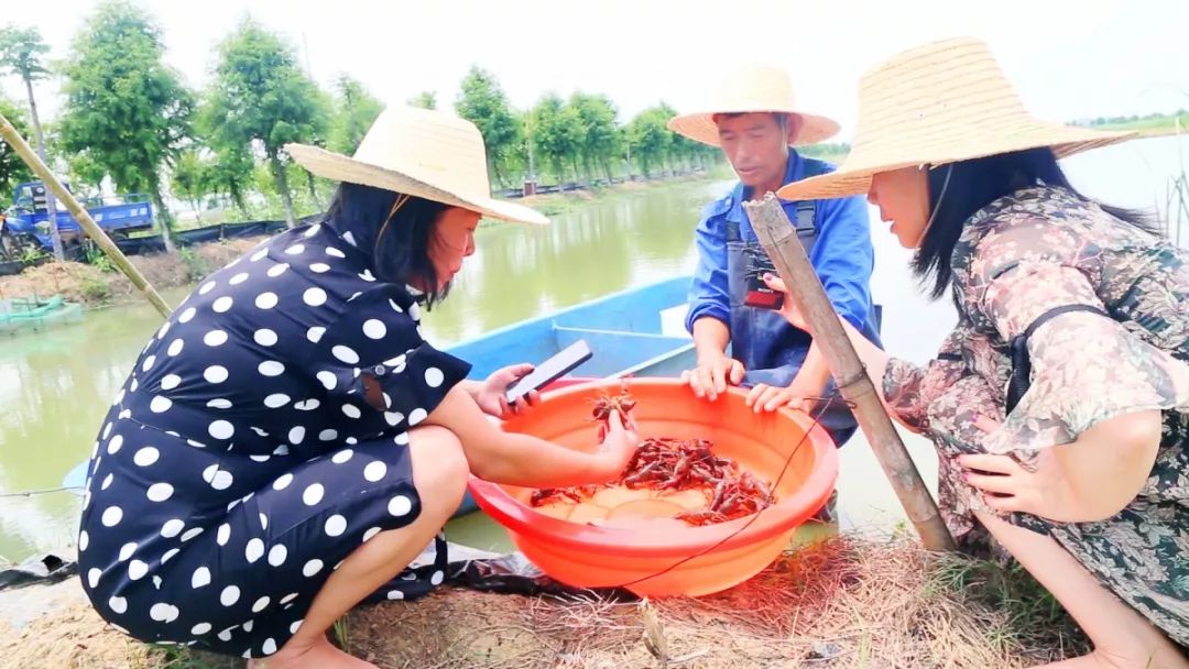 安阳直播卖小龙虾的,诸暨直播卖小龙虾鲜活