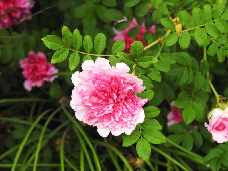 精灵之约植物园,精灵之约什么时候出