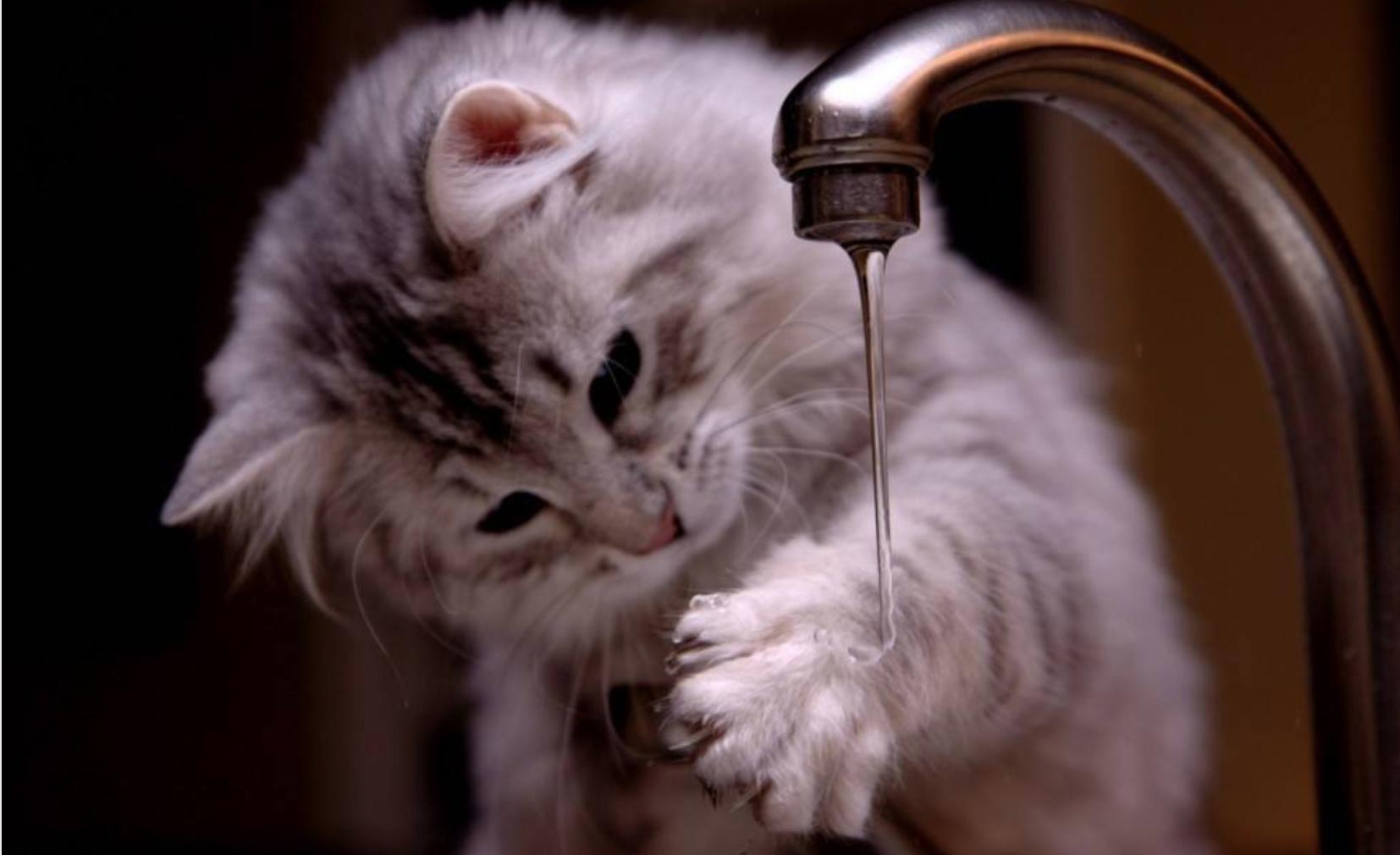 猫咪防中暑的最佳方法,猫咪中暑在家怎么处理呀