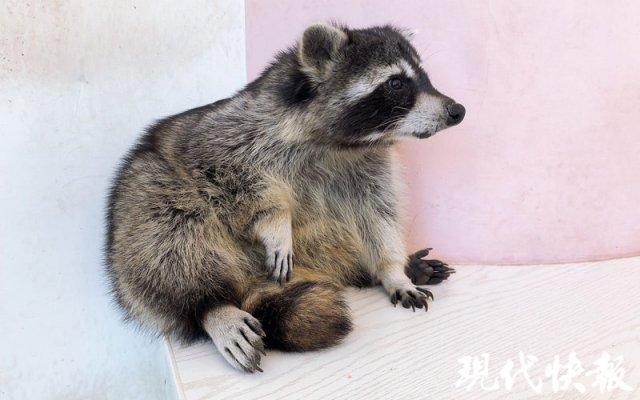 宠物飞鼠该怎么养好,可爱的飞鼠饲养要哪些东西