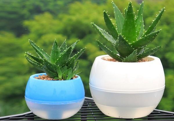 芦荟施肥春夏秋冬,芦荟正确的施肥方法