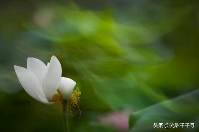 教你怎么拍出漂亮的荷花,摄影如何拍出荷花的感觉