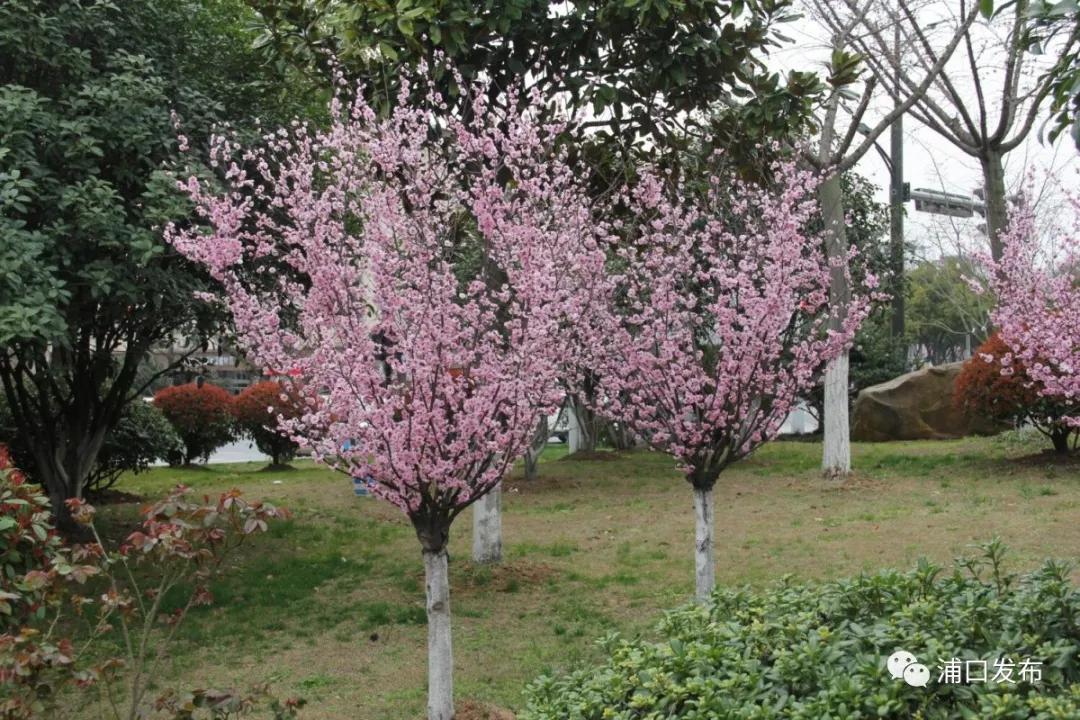 浦口花,南京看花的地方浦口