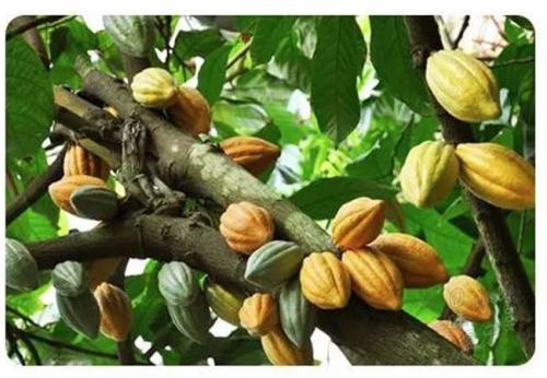 毛孔粗大不仅难看还特别显老，皮肤科医生：有4个方法可以解决