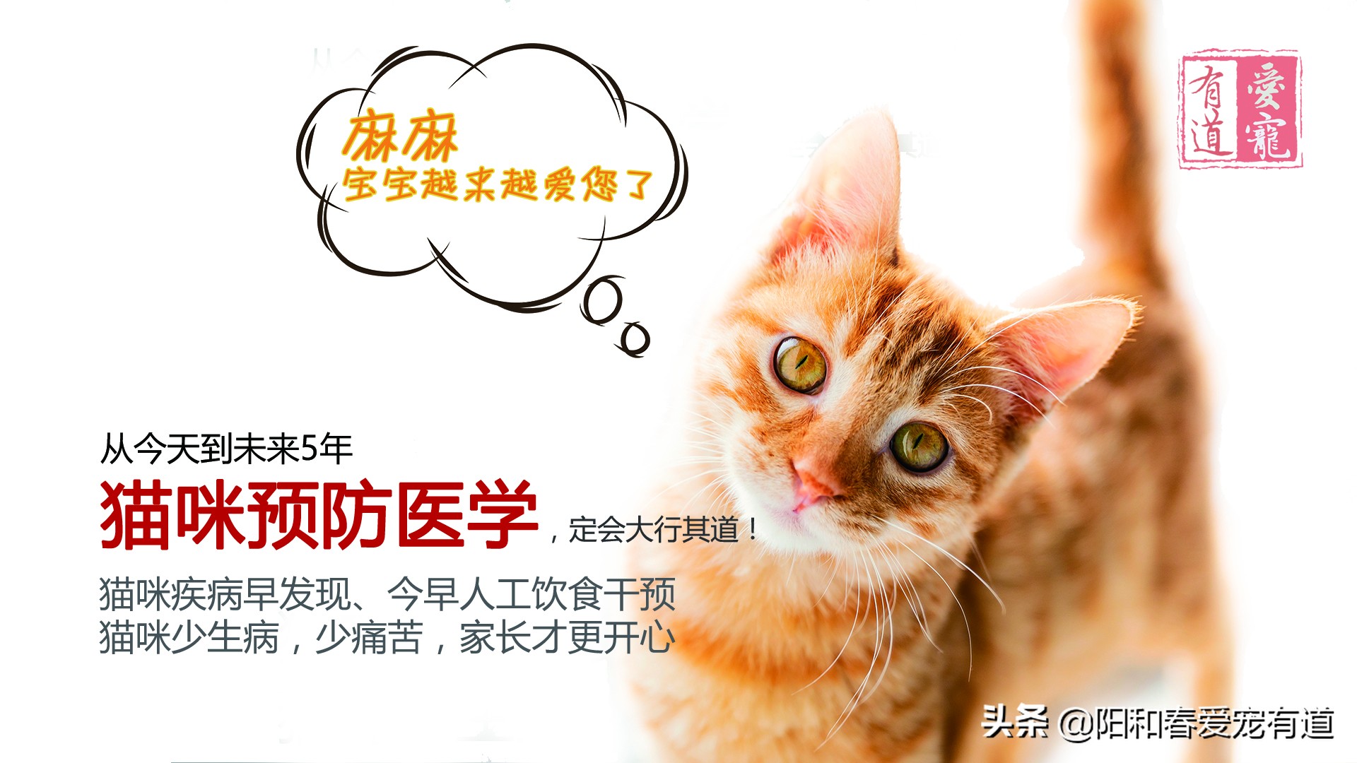 猫咪膀胱炎尿闭最佳治疗方法,猫膀胱炎尿道炎尿结石怎么区分