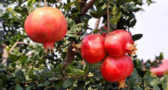 石榴应怎样种植？高产的软籽石榴有5项关键栽培技术