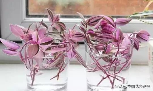 打翻了调色盘的花,打翻了调色盘的美景