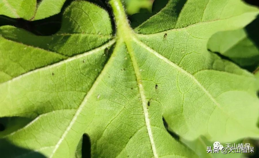 棉蚜的发生规律及防治,棉蚜虫害