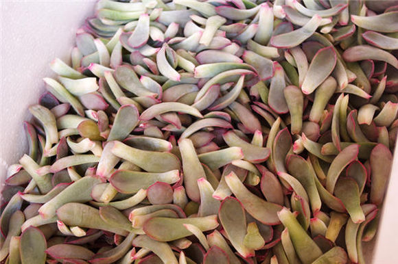 鑺辨埧濮戝澶氳倝閰嶅湡,鑺辨埧濮戝鐜夐湶澶氳倝