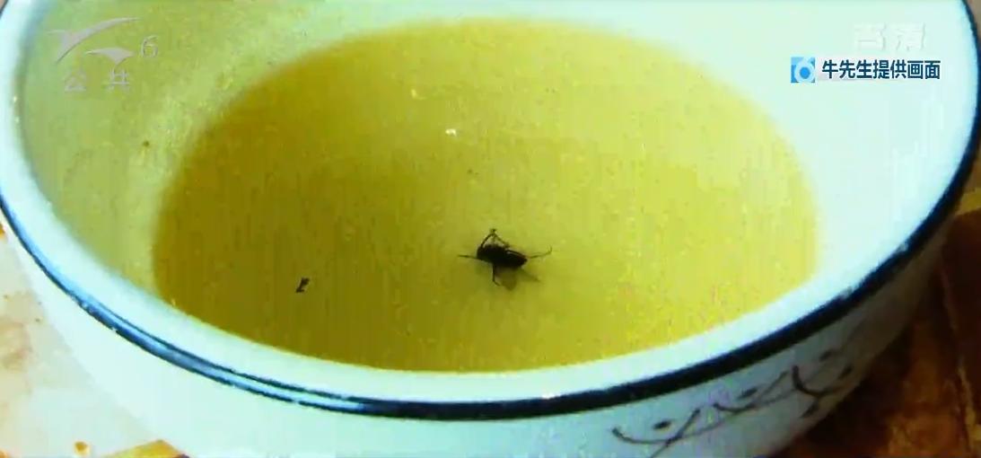 餐饮火锅有苍蝇怎么处理,火锅里吃到苍蝇怎么赔偿