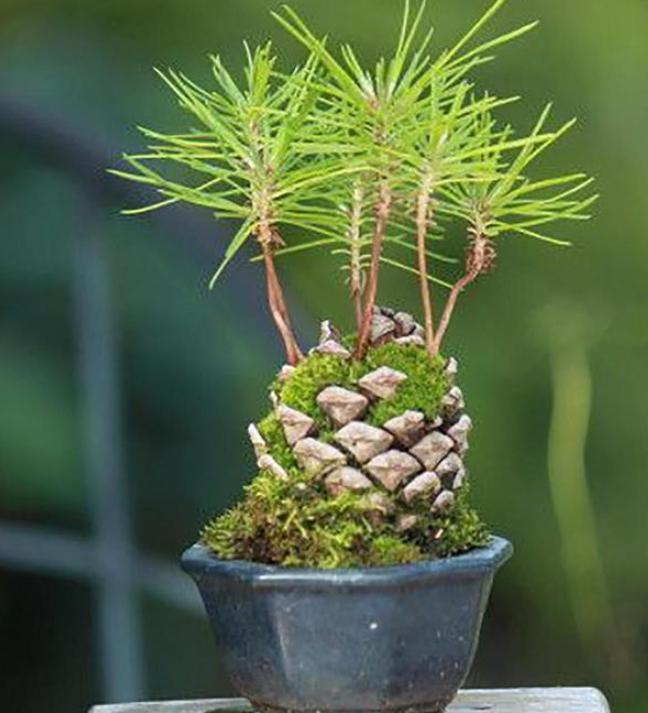 过期药片是养花宝贝肥效强10倍,用废旧过期的药片养花小经验