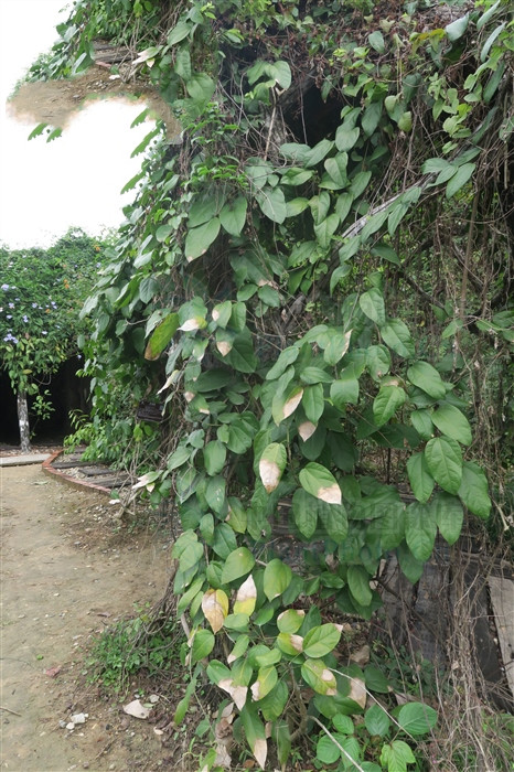 中药黄连能治疗扁桃体发炎吗,喝黄连可以治疗扁桃体发炎吗