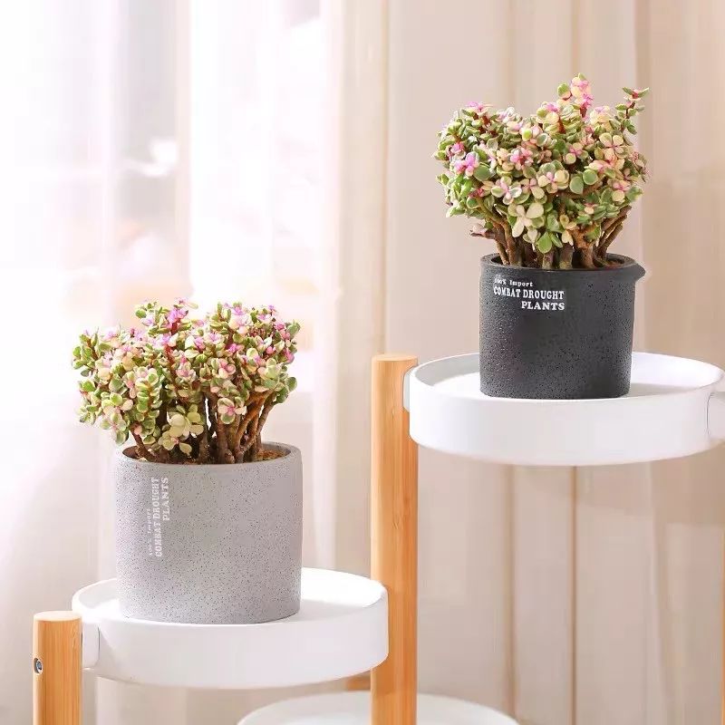 八种好看又好养的多肉，看看你家养了几种？