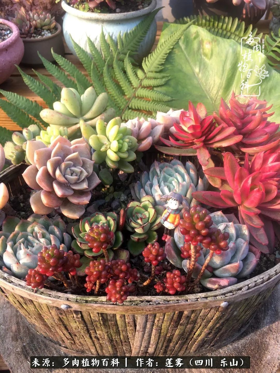 治愈系多肉精灵,初冬携一抹暖阳与多肉相伴