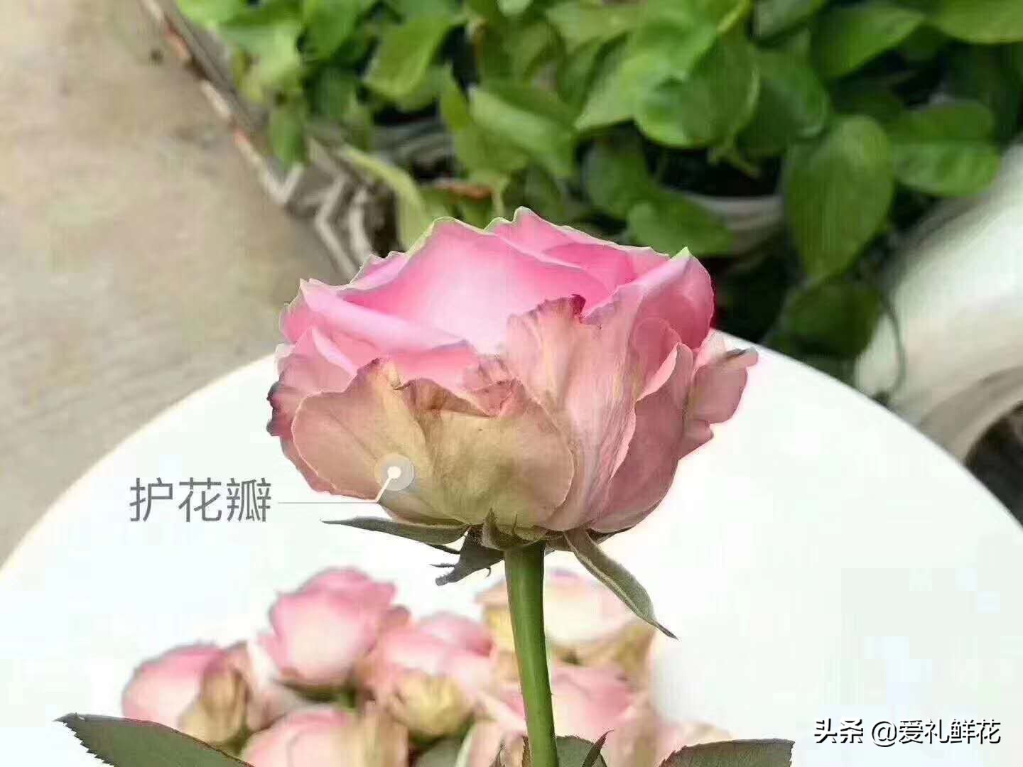 鲜切花玫瑰花上有小白虫子怎么办,鲜切花玫瑰怎样区分品质好坏