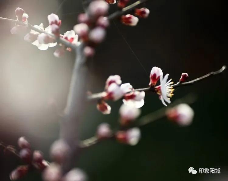 晋城哪里可以春游,晋城附近春游景点