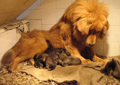 盘点狗界中的山寨货,狗界中的假货