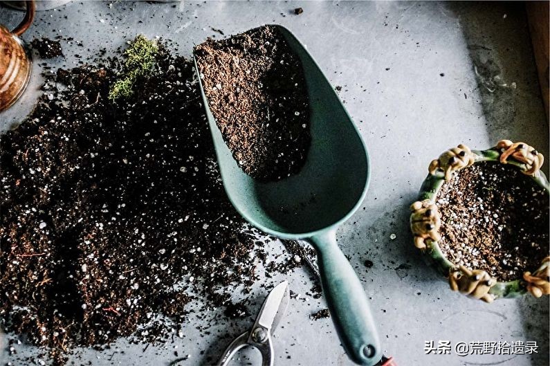 薰衣草的种植方法及管理技术要点,熏衣草种植方法及养护常识有哪些