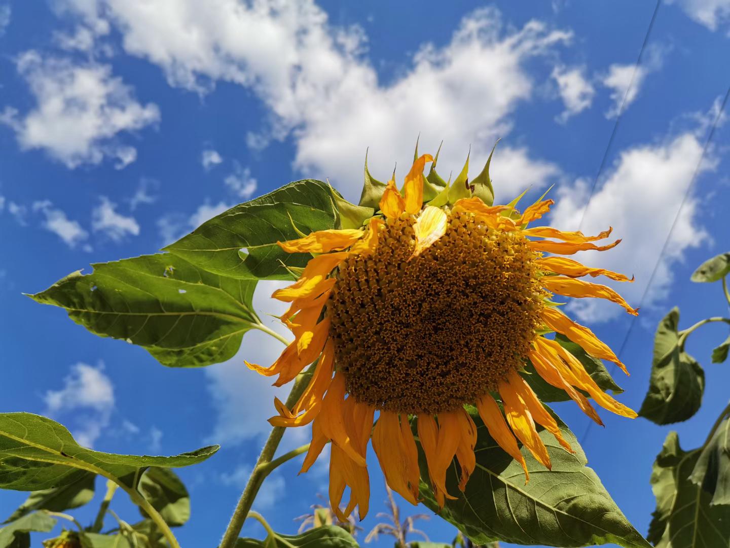 日语中的的用法,日语正确的使用方法