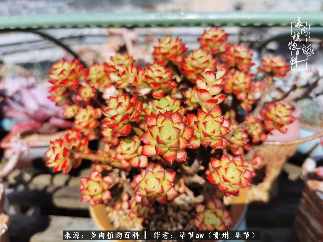 有多少次的会心一笑，全因多肉！那是一种心间流出的甜