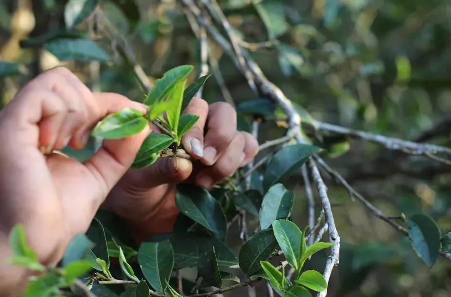胃胀气喝什么茶比较通畅,肠胃功能弱喝什么茶