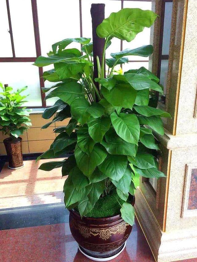 大叶绿萝黄叶怎么补救最快方法,大叶绿萝枝叶耷拉但是叶片不黄