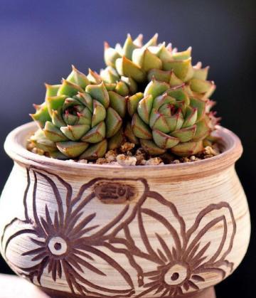 不会养宠物的新手要养什么,不会养栀子花教你6个方法