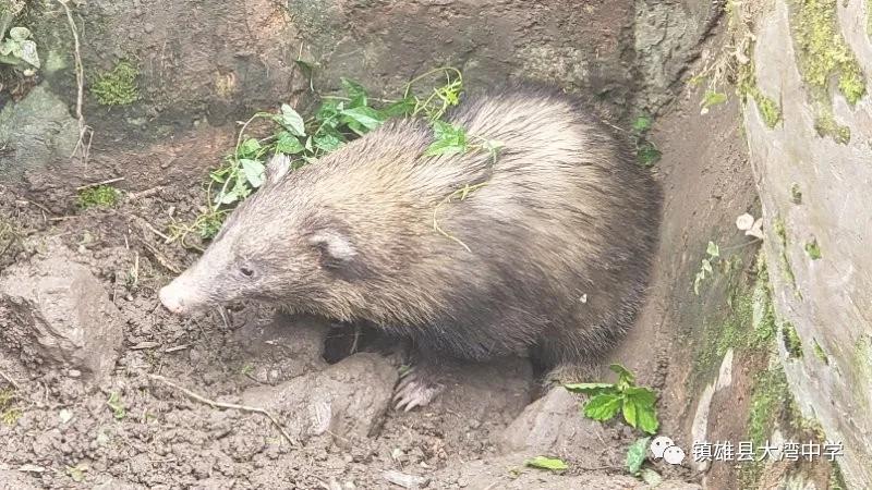 学校里闯入野生动物,学校闯入野生动物