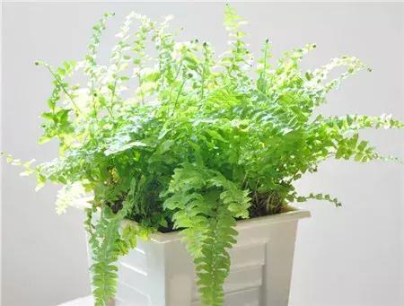 适合新手养的漂亮植物，价格便宜还好养活，来看看有没有你喜欢的