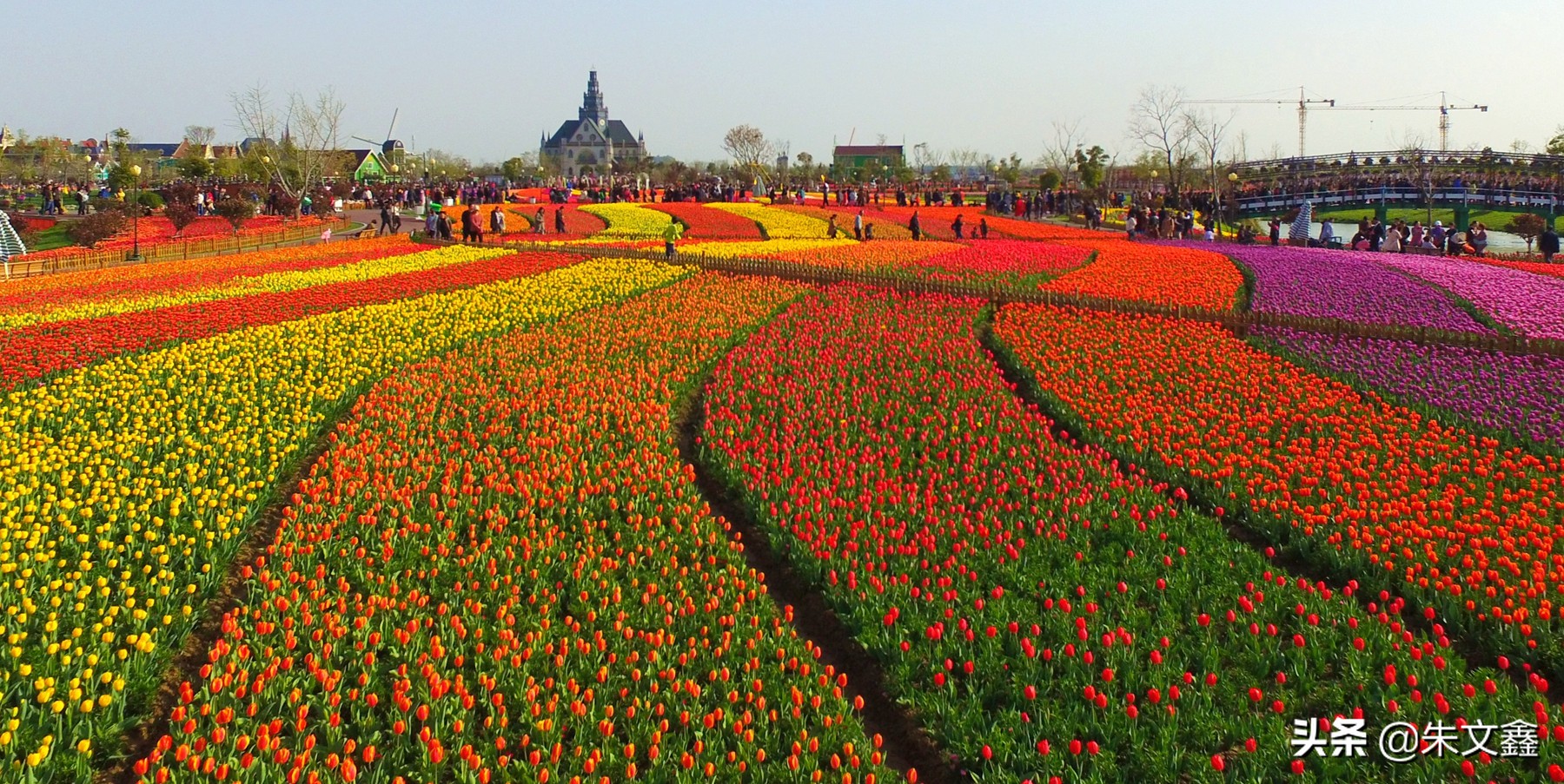 江苏大丰荷兰花海门票多少钱一张,大丰盐城荷兰花海