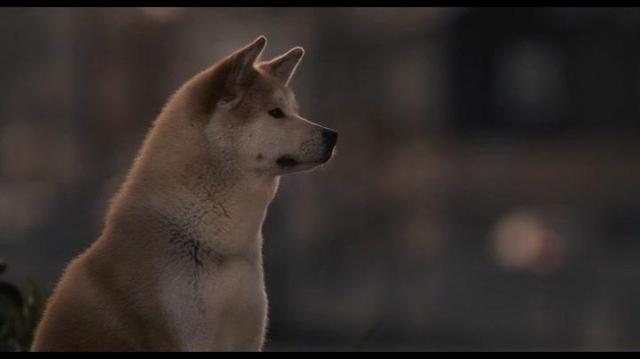 爱宠去世后该怎么办,爱宠离世过度伤心