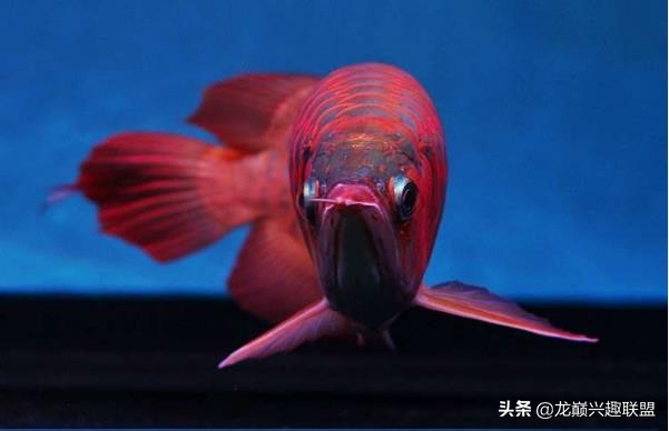 手把手教你做龙鱼最强营养秘方食谱--鲜虾牛肉狮子头,别馋哈