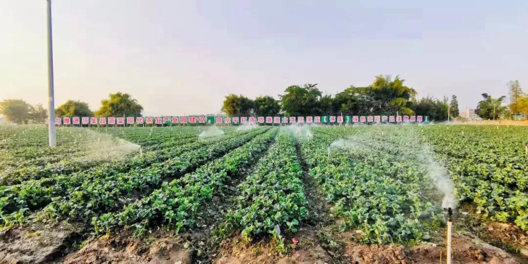 怀集产业发展,砥砺五载换新颜