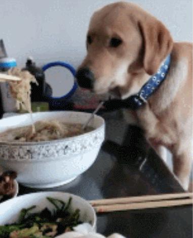 狗界中的大饭桶,狗界第一饭桶