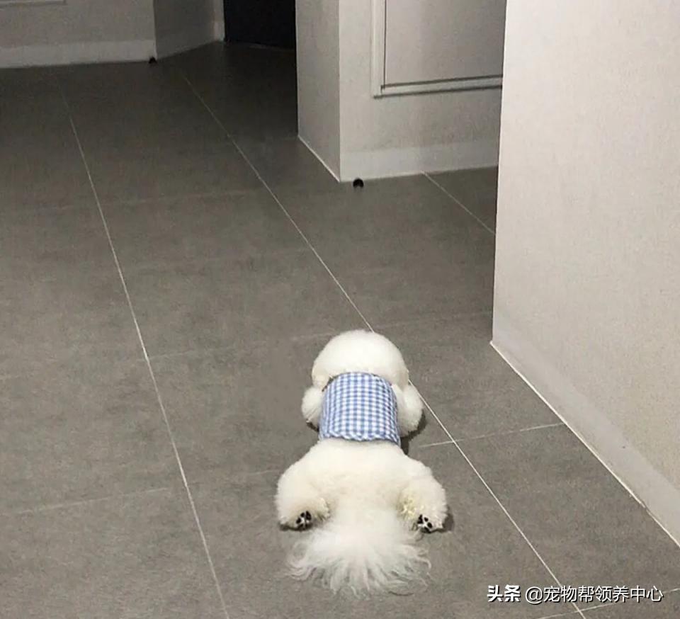 如何教比熊安静等待,比熊活蹦乱跳该怎么训练