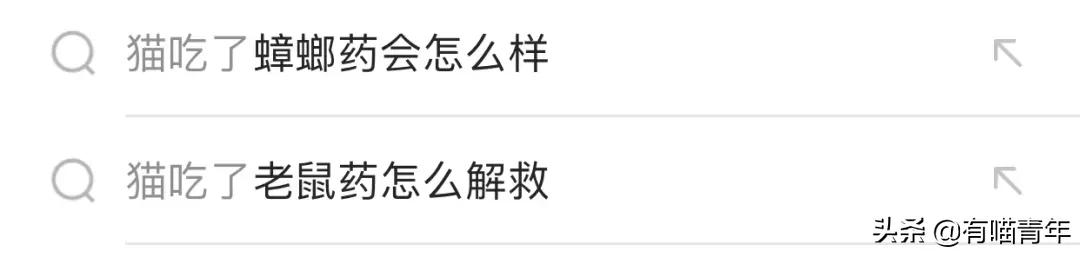 猫咪绿萝中毒会死吗,家里的绿萝在养猫之后死完了