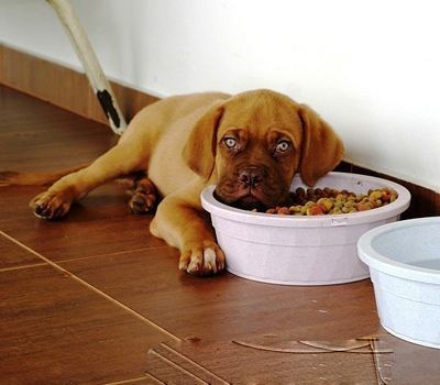 狗狗换粮食什么也不吃怎么办,换狗粮狗狗不吃如何解决