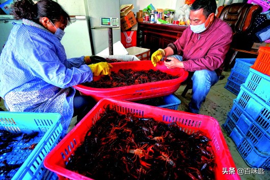 没有一只小龙虾能活过这个夏天,夏天的小龙虾是怎么活的