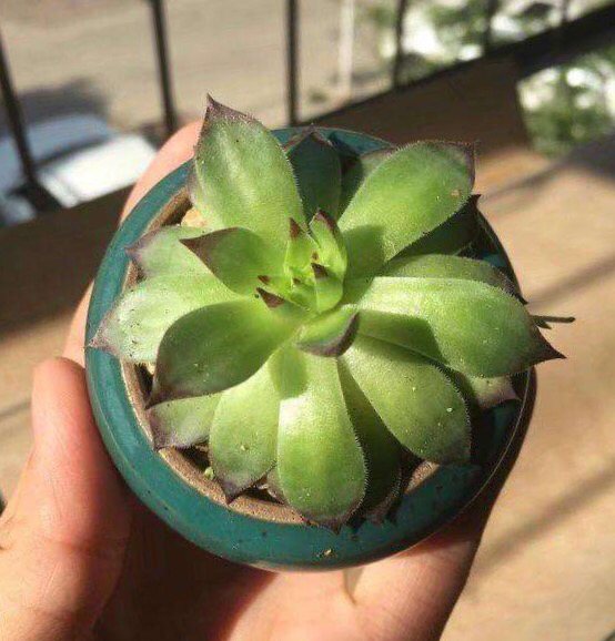 养观音莲用多大的盆,养观音莲能用颗粒土吗