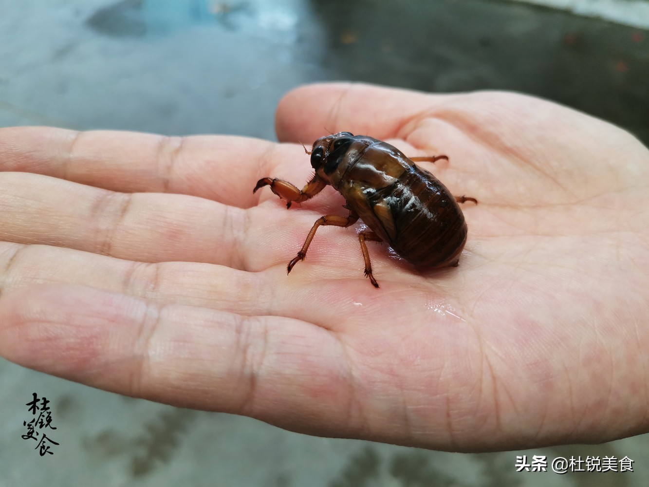 捉蝉窍门,捉蝉秘诀