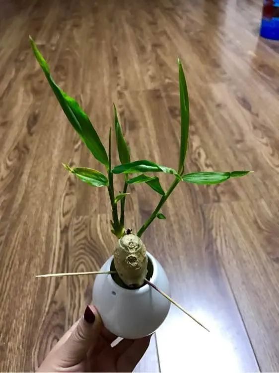 生姜发芽后还能不能种花,生姜发芽了现在可以盆栽吗