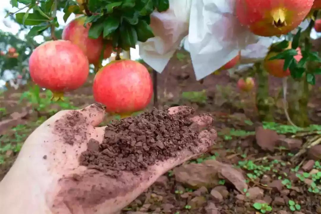 辰颐物语甜橙胶原蛋白,辰颐物语蜜糖