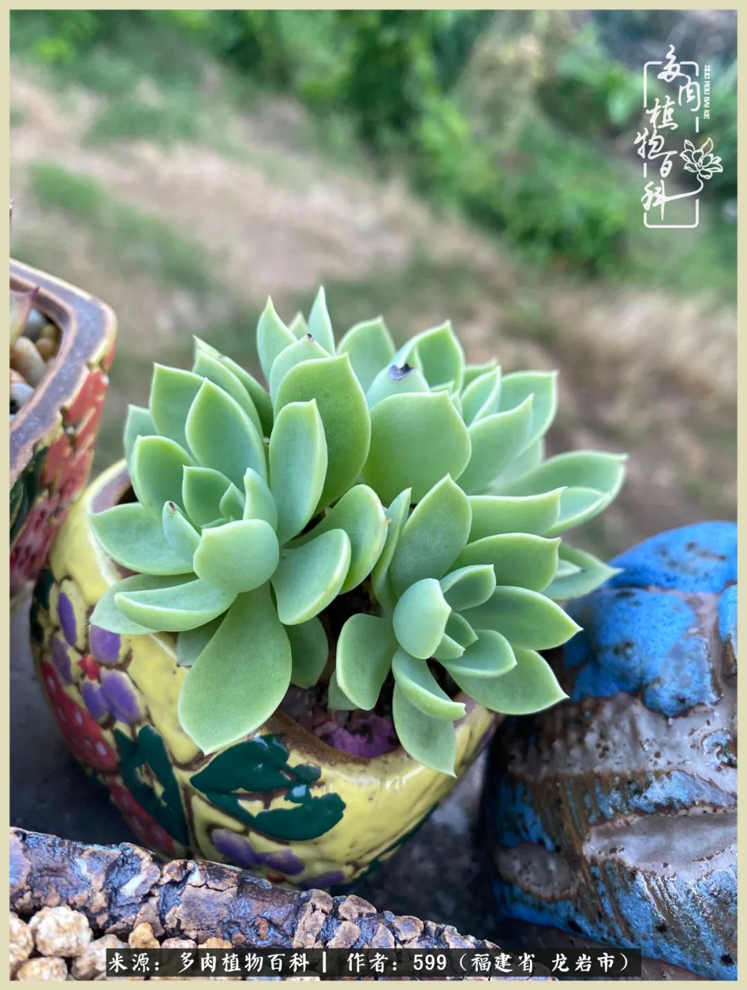 生活需要努力也需要花草,所有的热爱都需要不遗余力图片