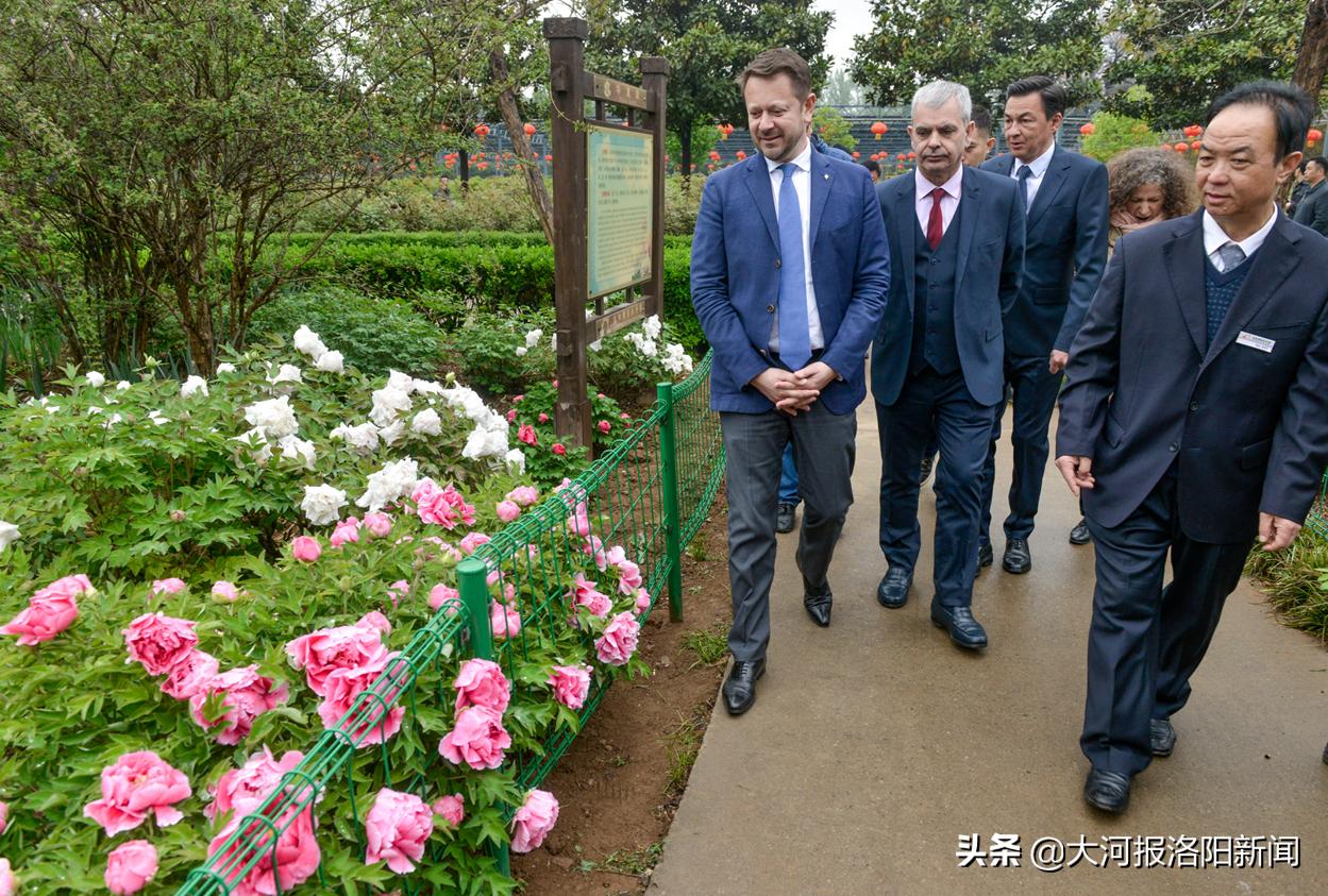 洛阳赏牡丹去哪个牡丹园,洛阳最佳牡丹园