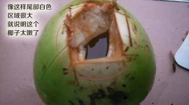 最好喝椰子品种,最适合夏季的椰子