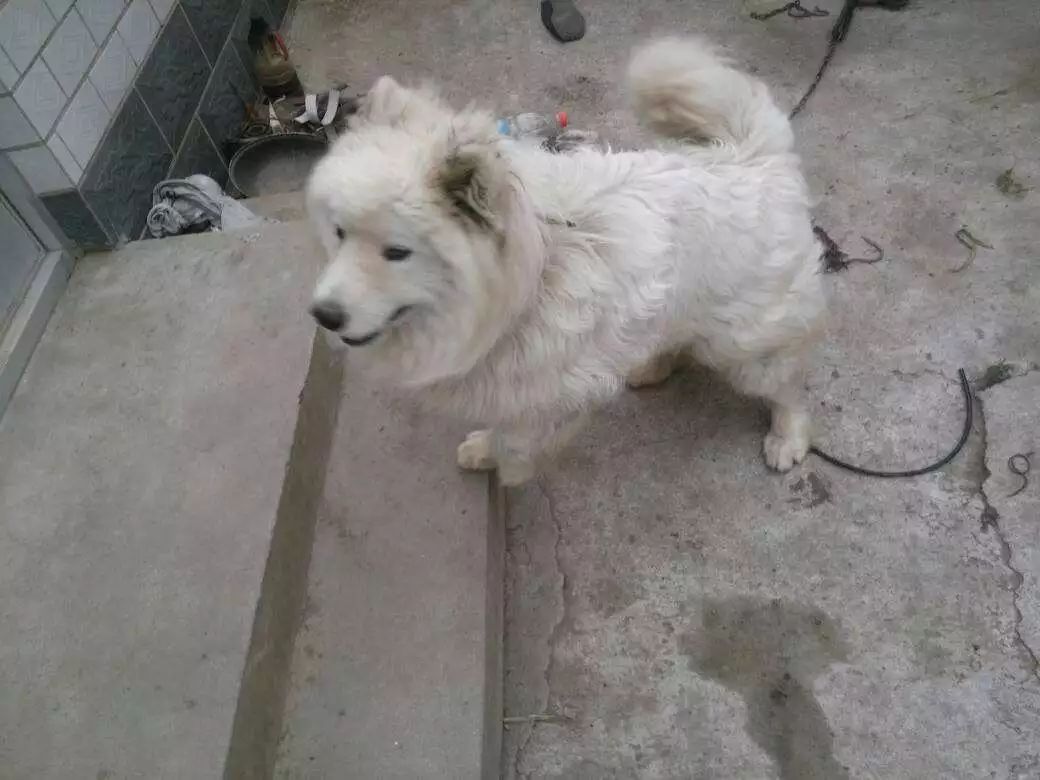 怎么在家洗狗能把狗洗干净,正确的洗狗步骤