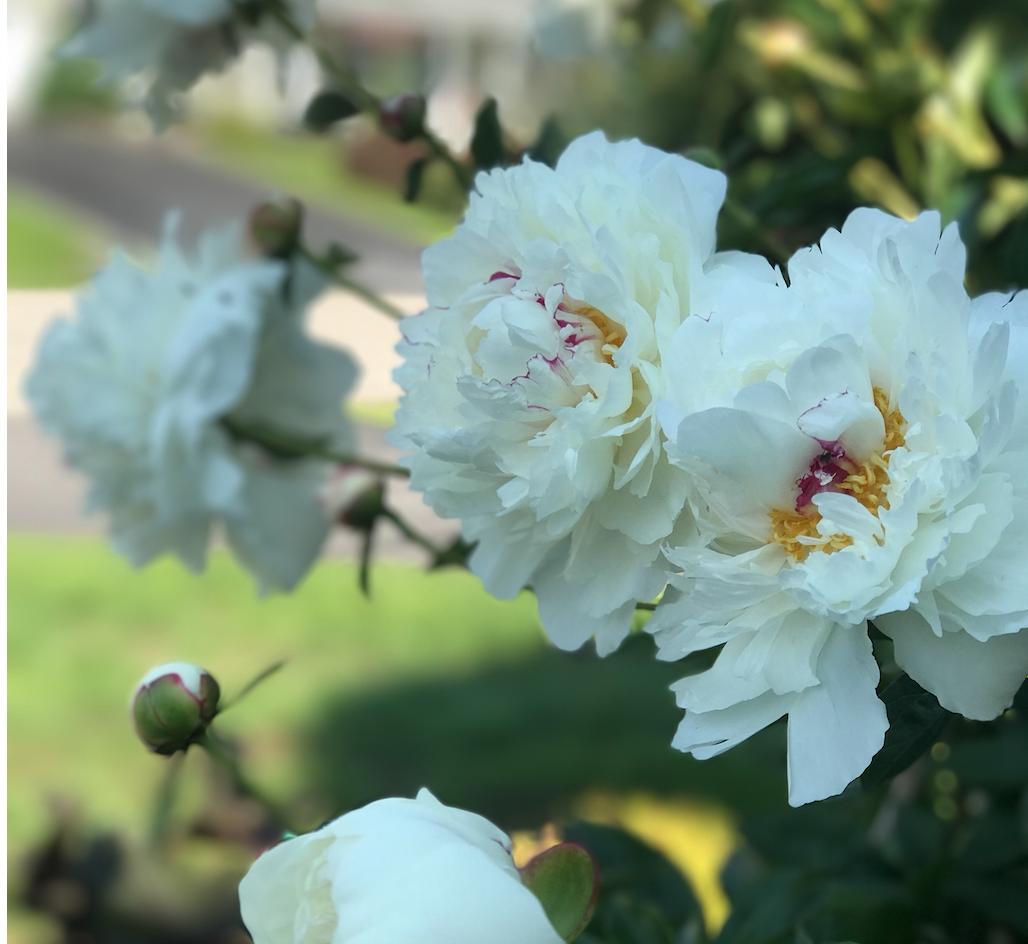 疫情肆虐下的加拿大，顽强、鲜活的小城春天